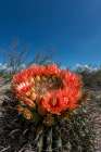 Bright orange or red flowers of a barrel cactus in the Sonoran Desert. Art Print